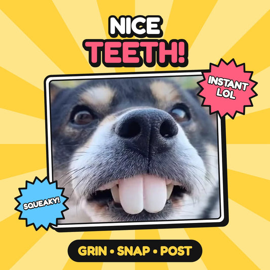 The Goofy Grin Dog Teeth