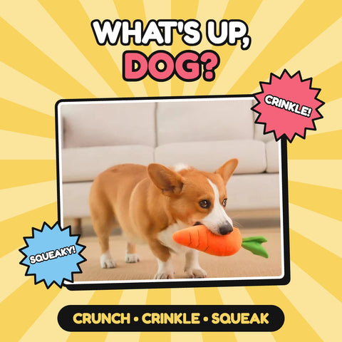 The Crunchy Carrot